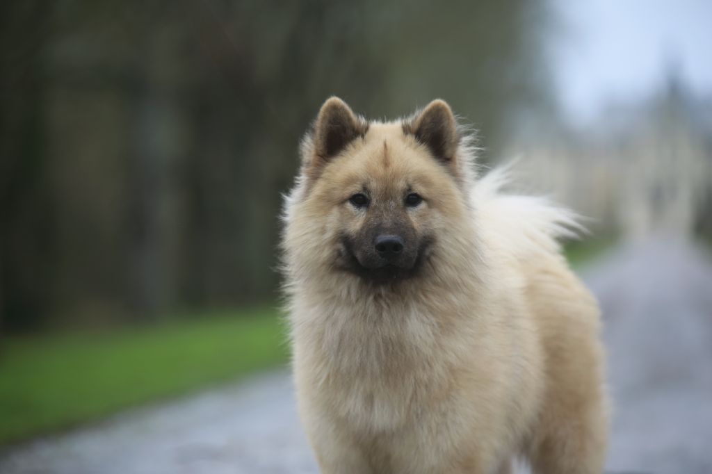 Uptempo junior De Prana Des Loups