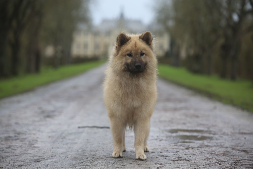 Uptempo junior De Prana Des Loups