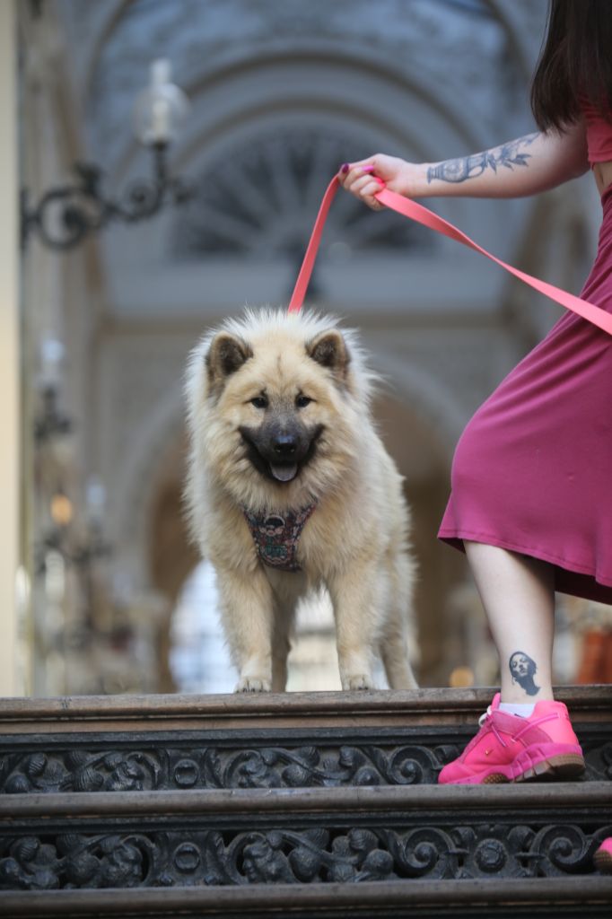 Uptempo junior De Prana Des Loups