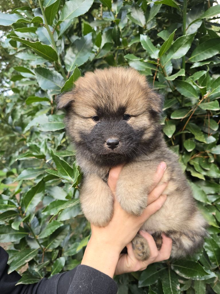 Du Royaume D'ebène - Chiot disponible  - Eurasier