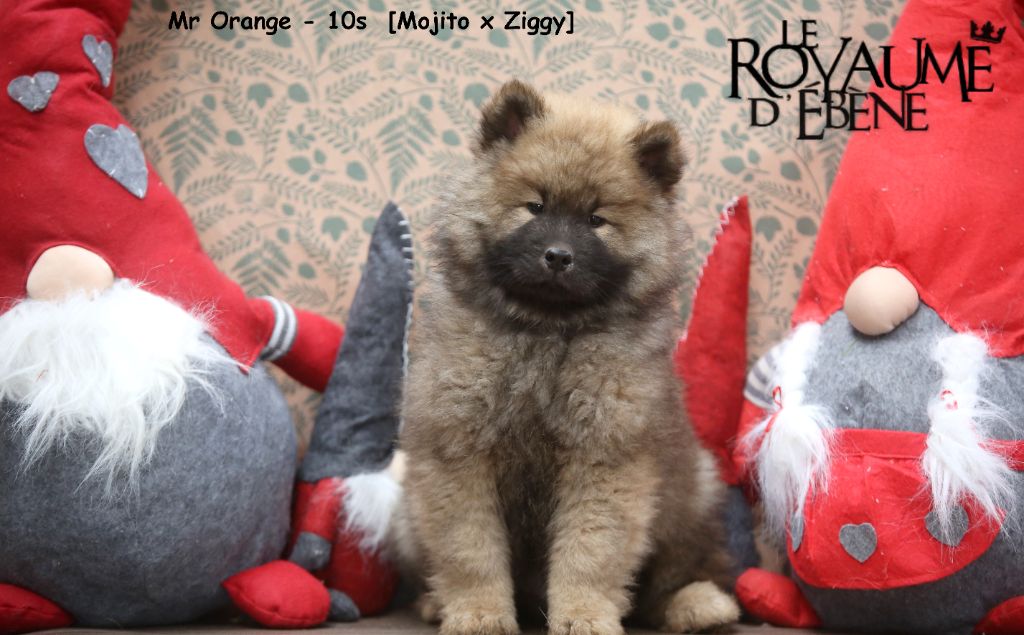 Du Royaume D'ebène - Chiot disponible  - Eurasier