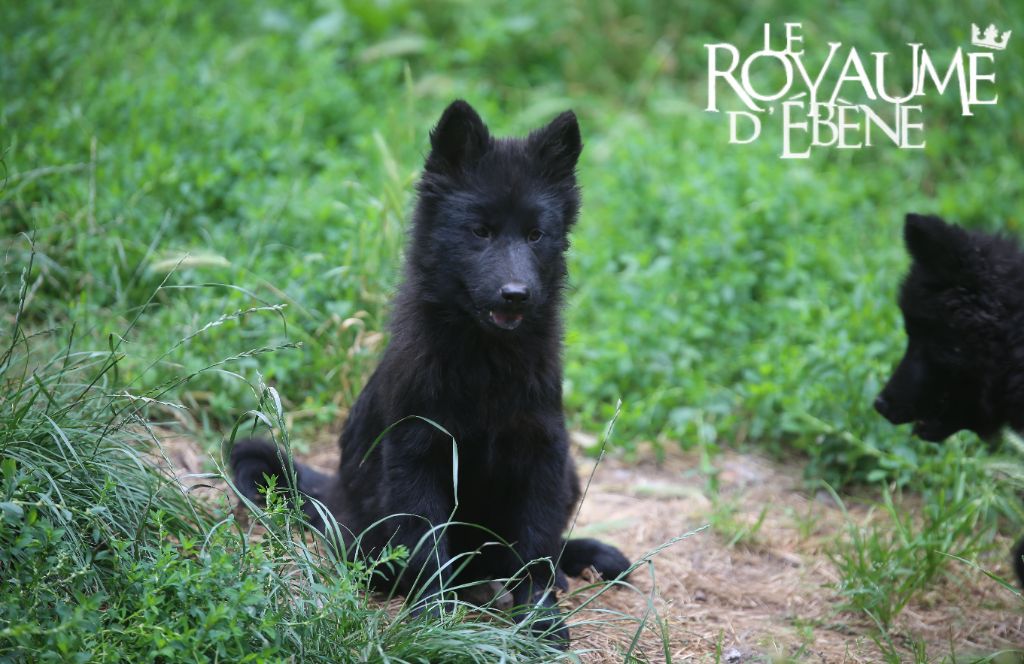 Du Royaume D'ebène - Chiot disponible  - Eurasier