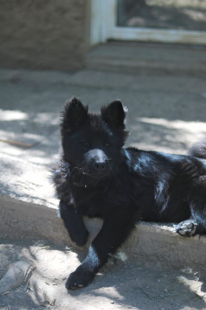 Du Royaume D'ebène - Chiot disponible  - Eurasier