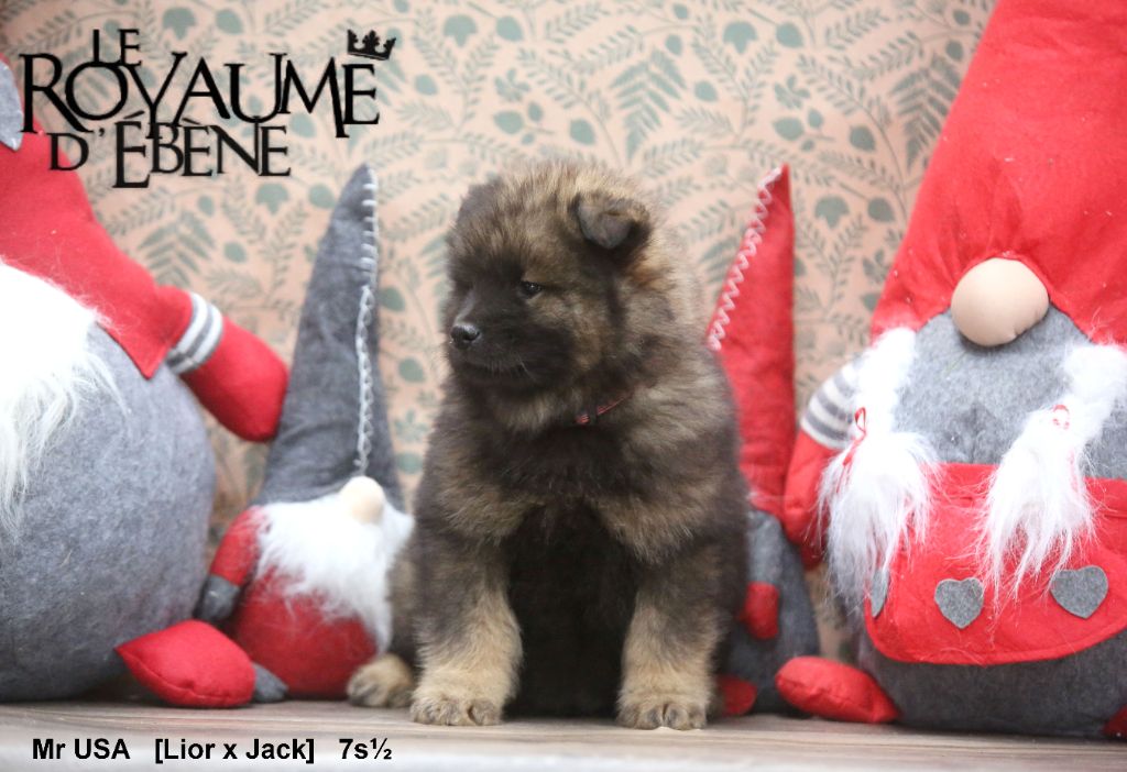 Du Royaume D'ebène - Chiot disponible  - Eurasier