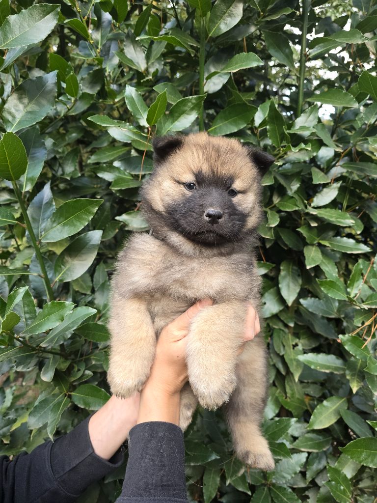 Du Royaume D'ebène - Chiot disponible  - Eurasier