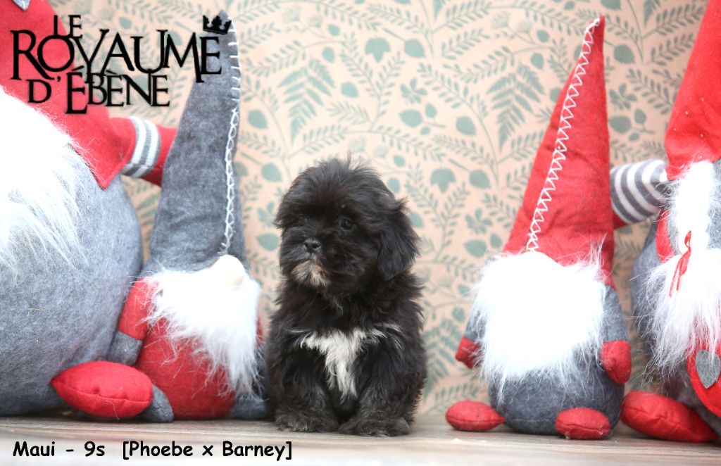 Du Royaume D'ebène - Chiot disponible  - Lhassa Apso