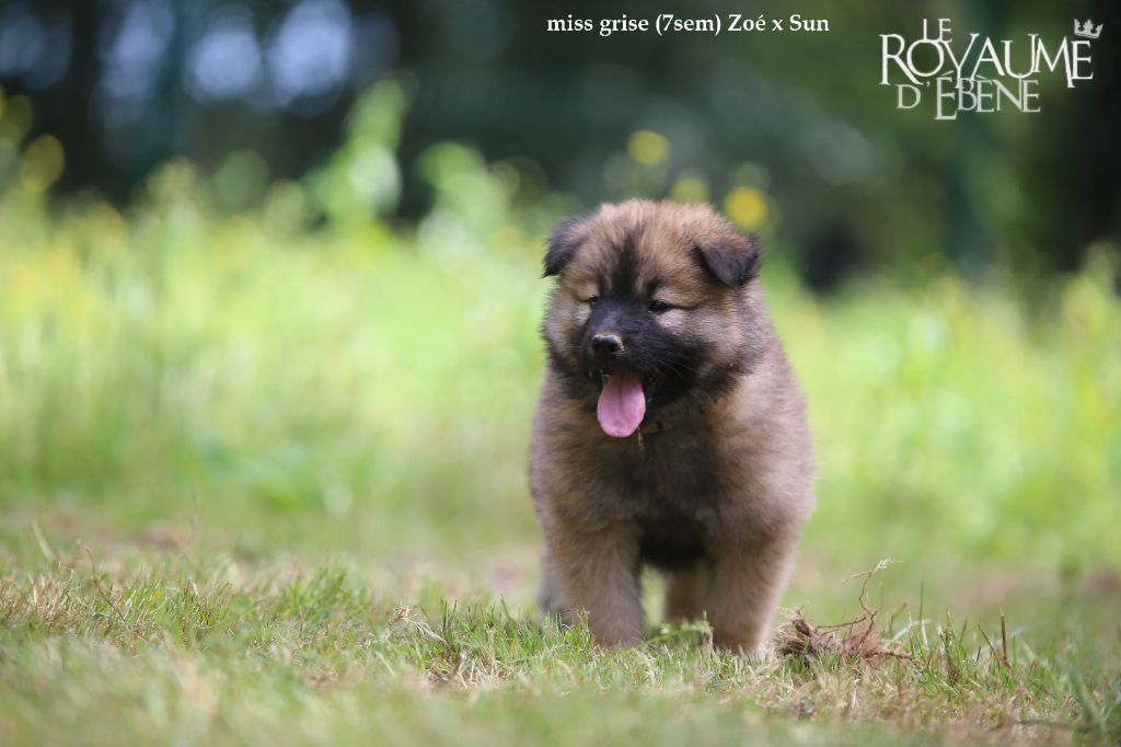 Du Royaume D'ebène - Chiot disponible  - Eurasier