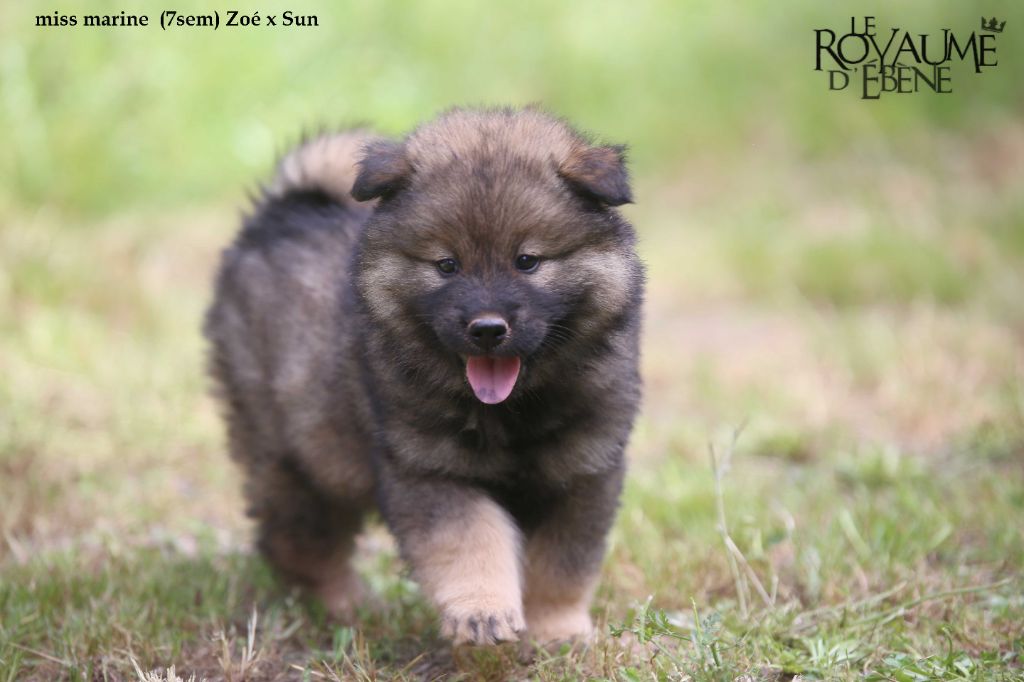 Du Royaume D'ebène - Chiot disponible  - Eurasier