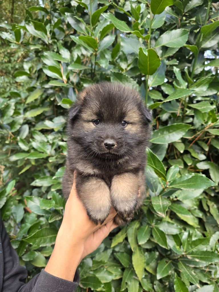 Du Royaume D'ebène - Chiot disponible  - Eurasier