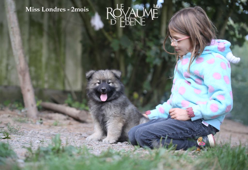 chiot Eurasier Du Royaume D'ebène