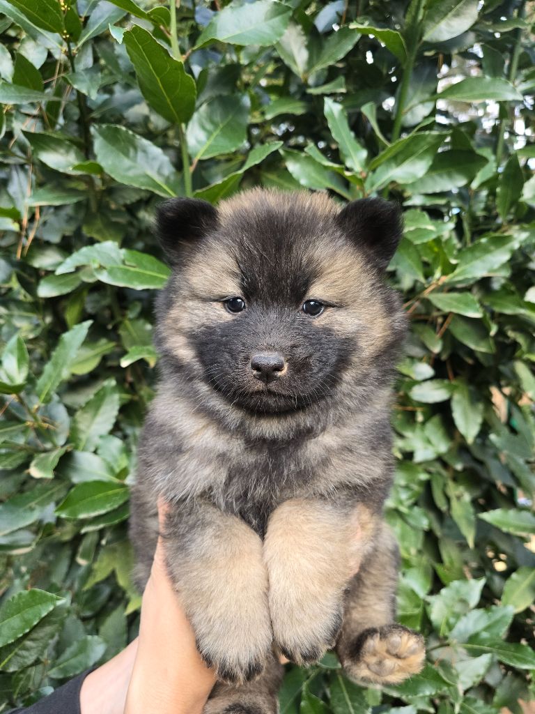 Du Royaume D'ebène - Chiot disponible  - Eurasier