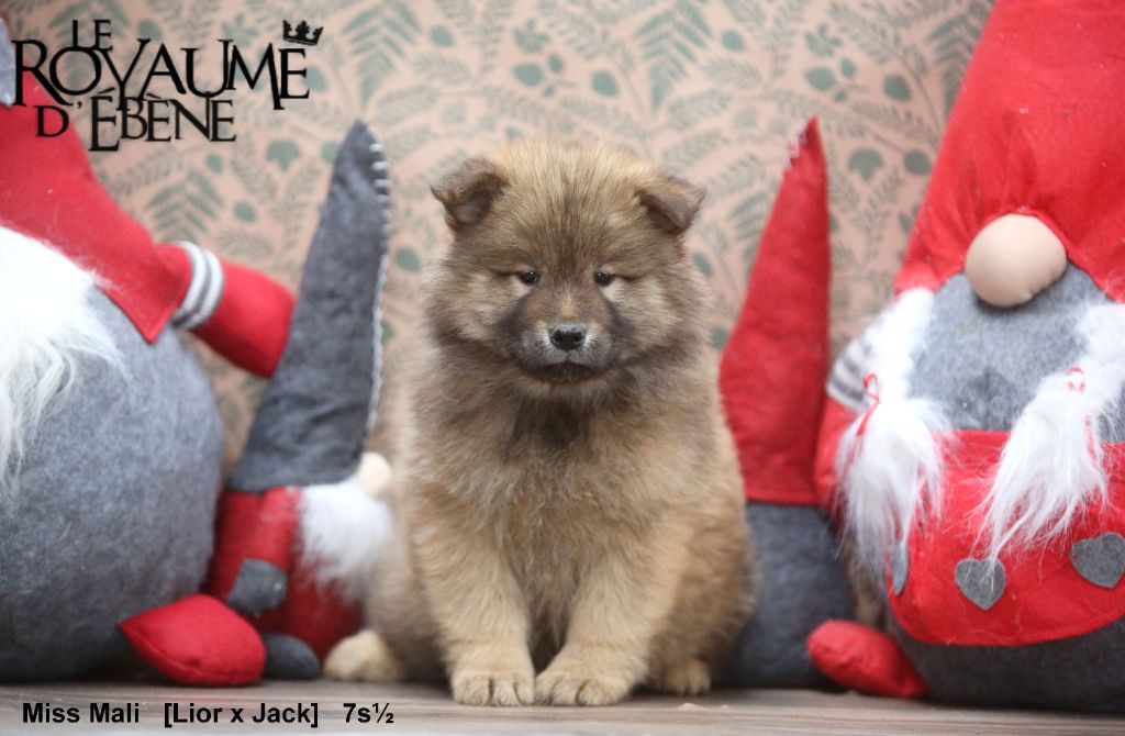 Du Royaume D'ebène - Chiot disponible  - Eurasier