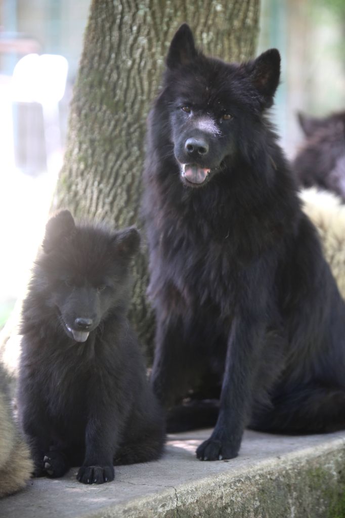 Du Royaume D'ebène - Chiot disponible  - Eurasier