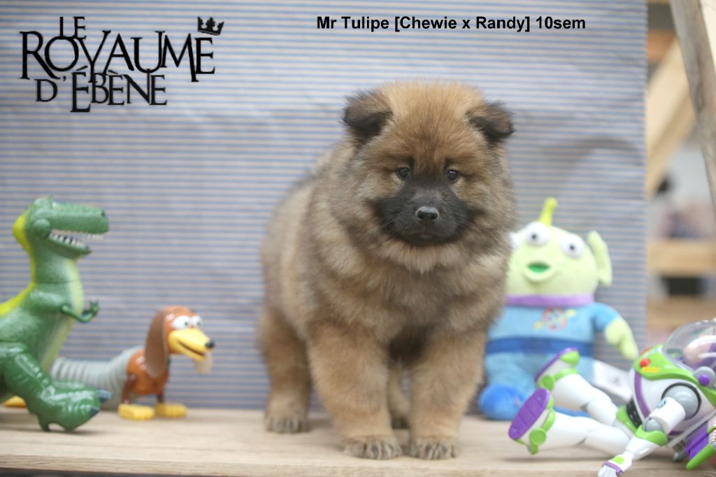 Du Royaume D'ebène - Chiot disponible  - Eurasier