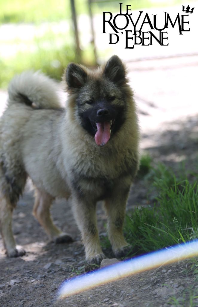 Du Royaume D'ebène - Chiot disponible  - Eurasier