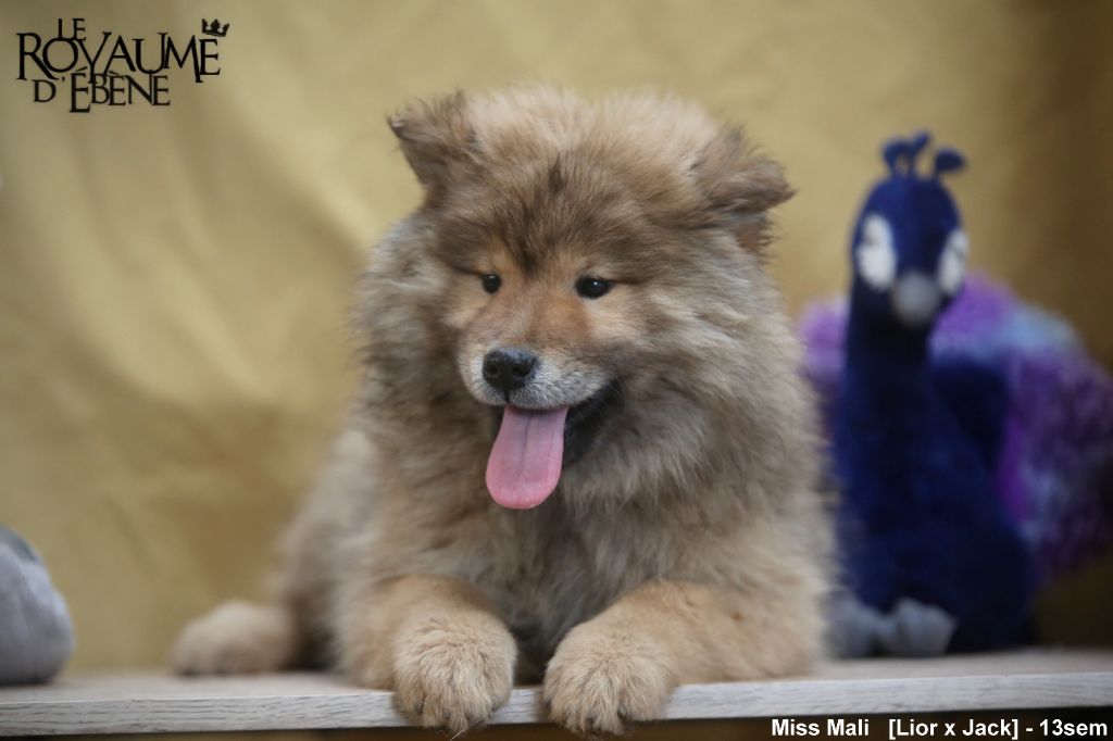 Du Royaume D'ebène - Chiot disponible  - Eurasier