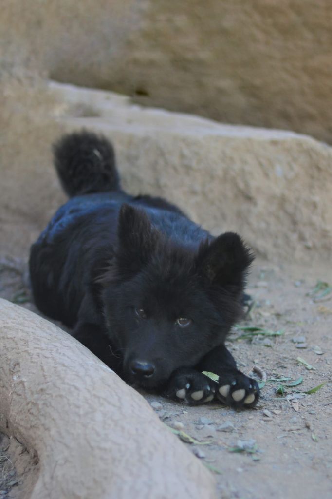 Du Royaume D'ebène - Chiot disponible  - Eurasier