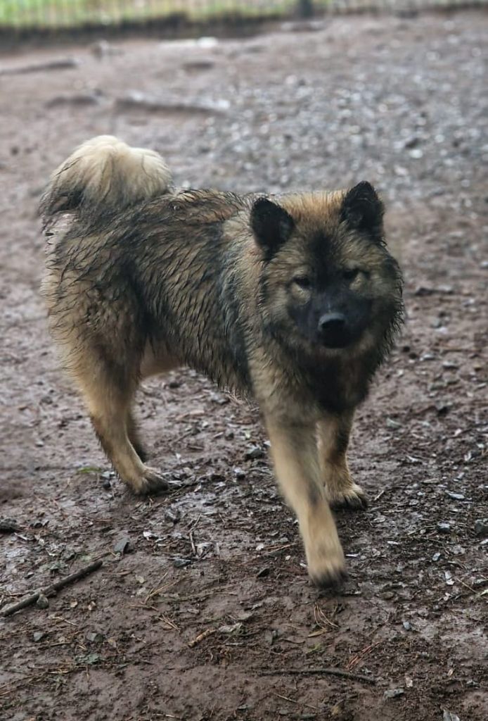 Du Royaume D'ebène - Chiot disponible  - Eurasier