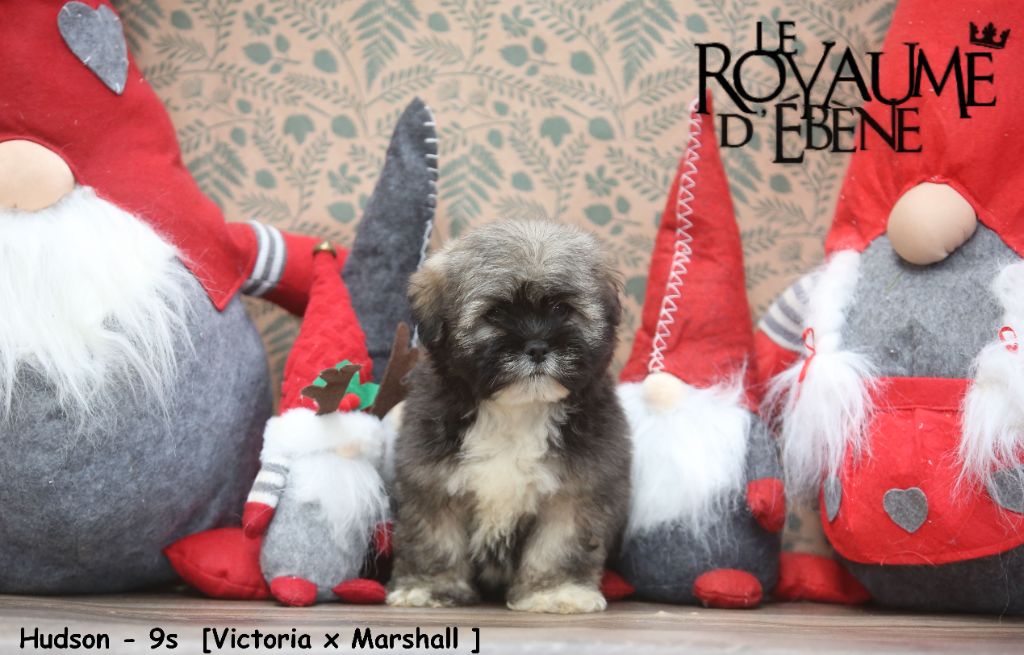 Du Royaume D'ebène - Chiot disponible  - Lhassa Apso