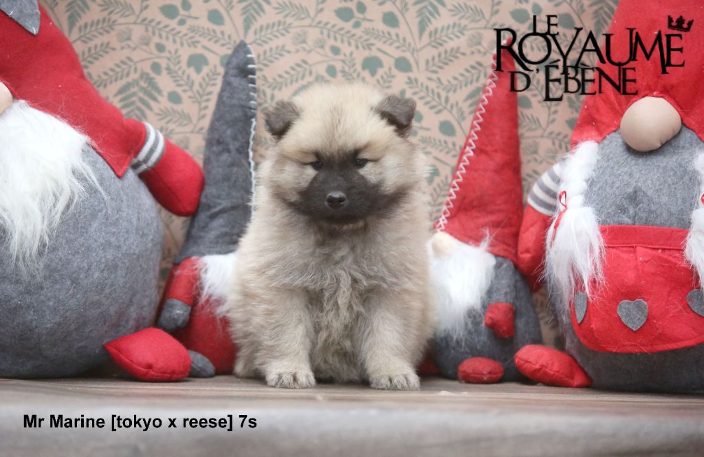 Du Royaume D'ebène - Chiot disponible  - Eurasier