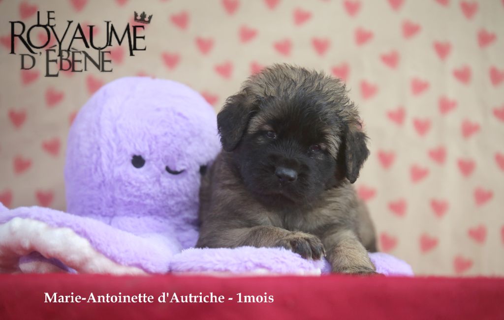 Du Royaume D'ebène - Chiot disponible  - Leonberger