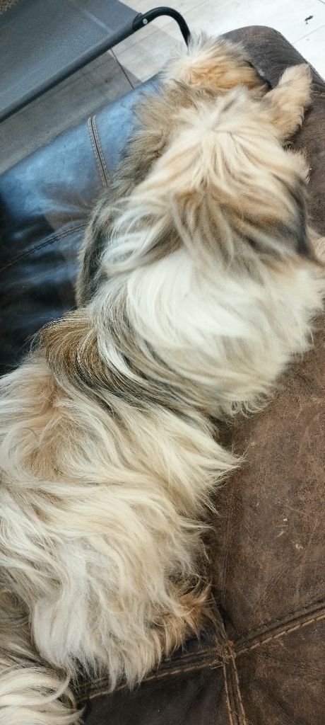 Du Royaume D'ebène - Chiot disponible  - Lhassa Apso