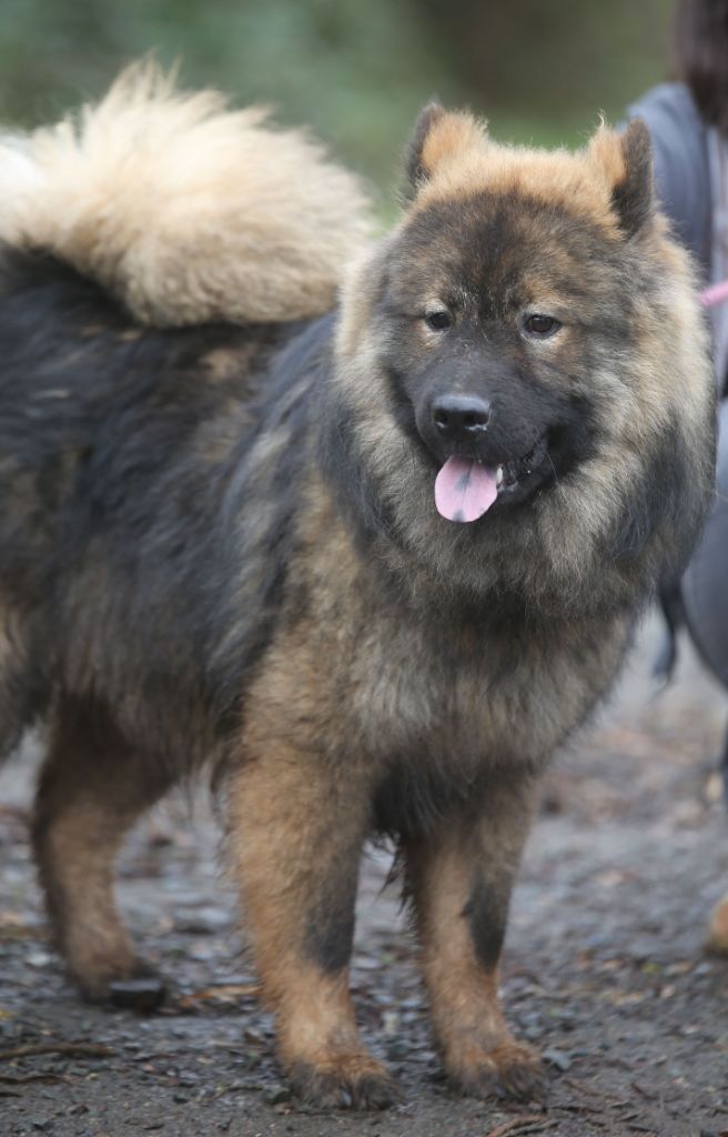 Du Royaume D'ebène - Chiot disponible  - Eurasier