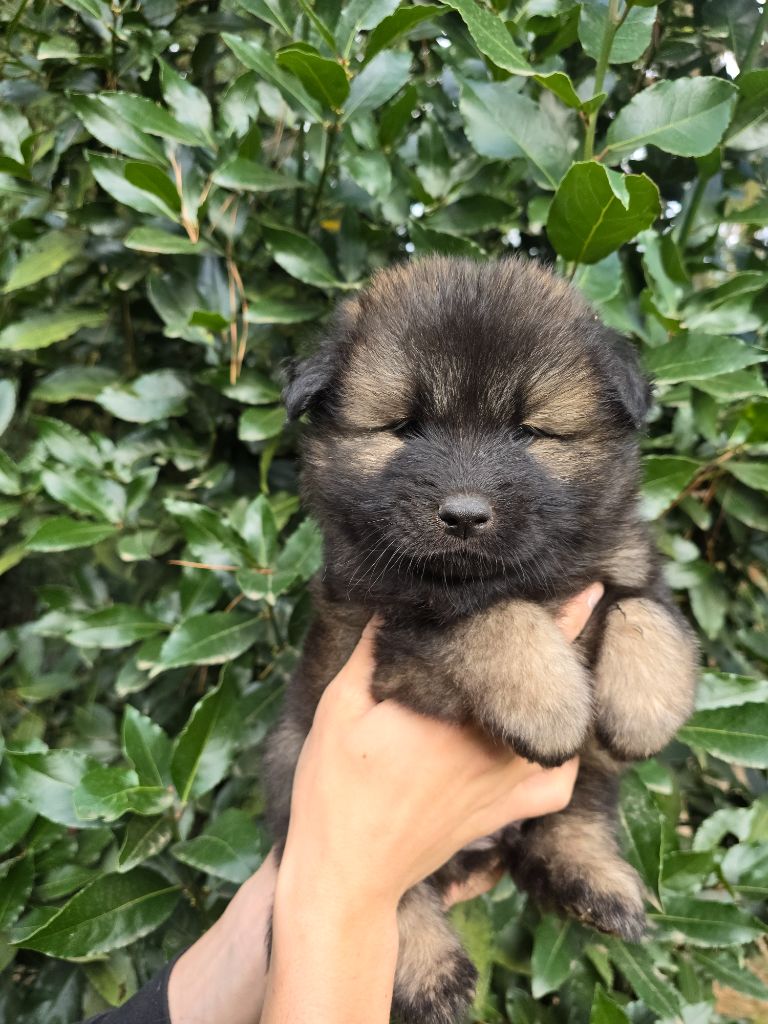 Du Royaume D'ebène - Chiot disponible  - Eurasier