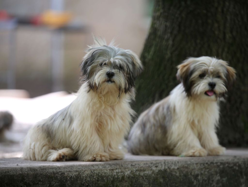 Du Royaume D'ebène - Chiot disponible  - Lhassa Apso