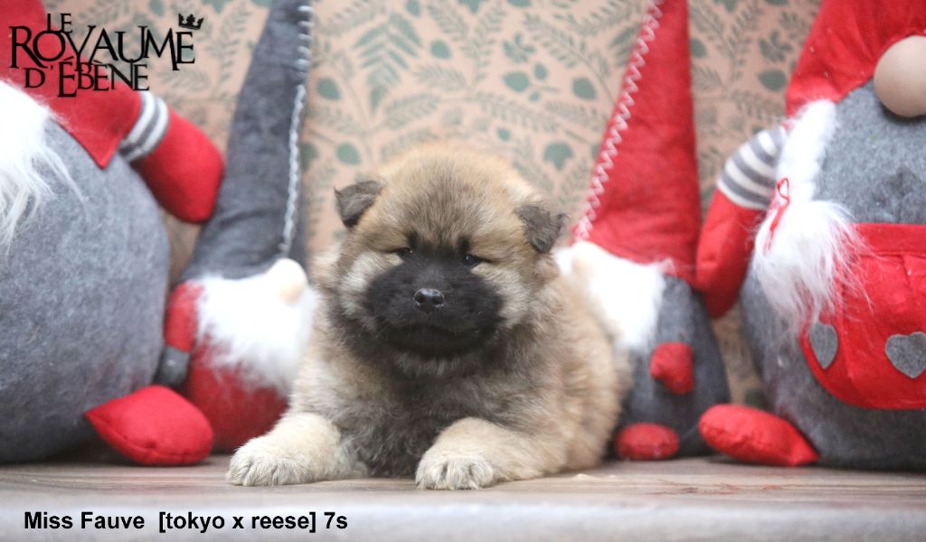 Du Royaume D'ebène - Chiot disponible  - Eurasier