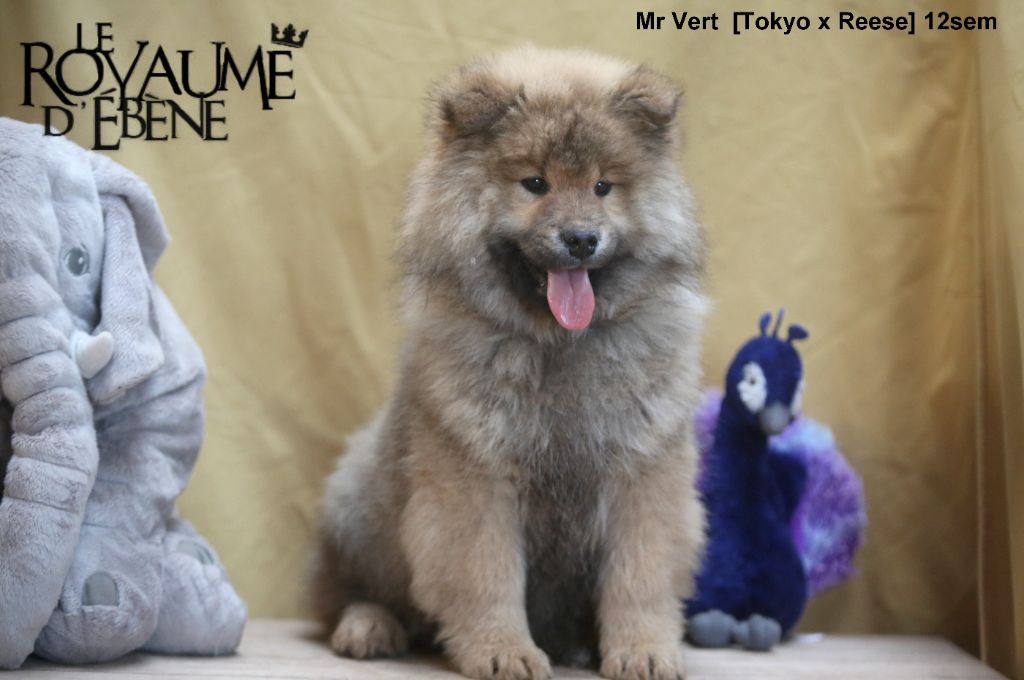 Du Royaume D'ebène - Chiot disponible  - Eurasier