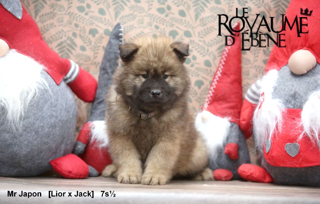 Du Royaume D'ebène - Chiot disponible  - Eurasier