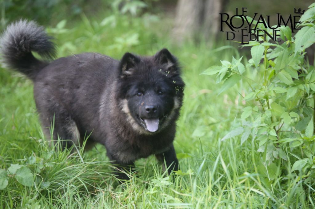 Du Royaume D'ebène - Chiot disponible  - Eurasier