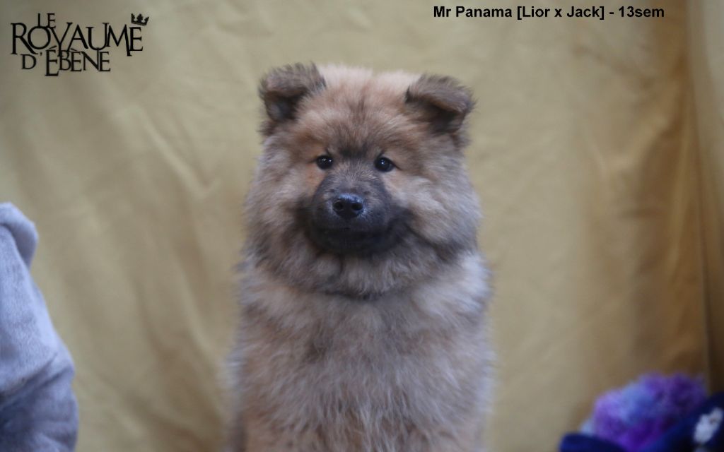 Du Royaume D'ebène - Chiot disponible  - Eurasier