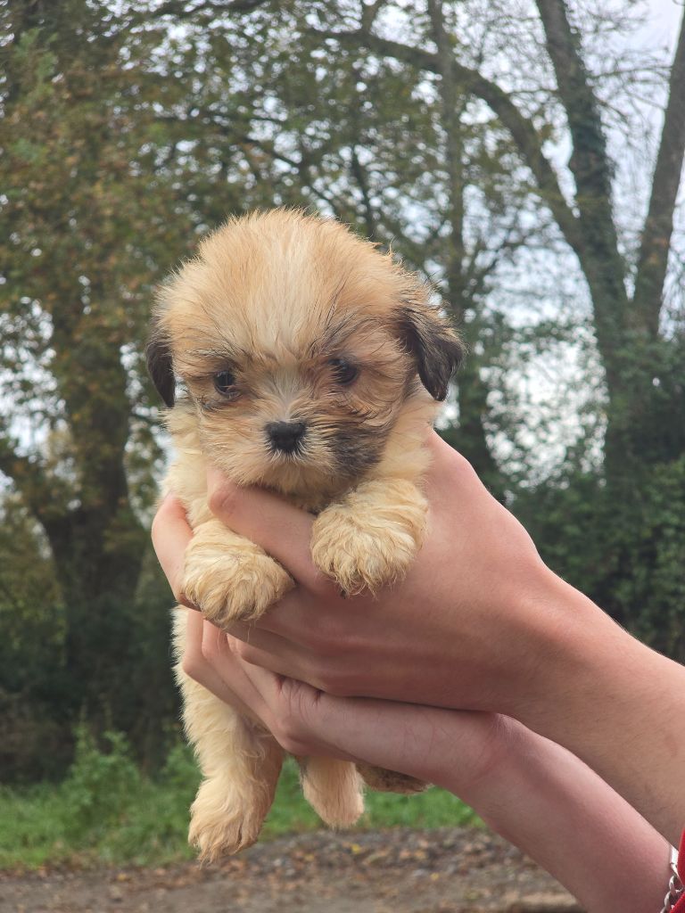 Du Royaume D'ebène - Chiot disponible  - Lhassa Apso