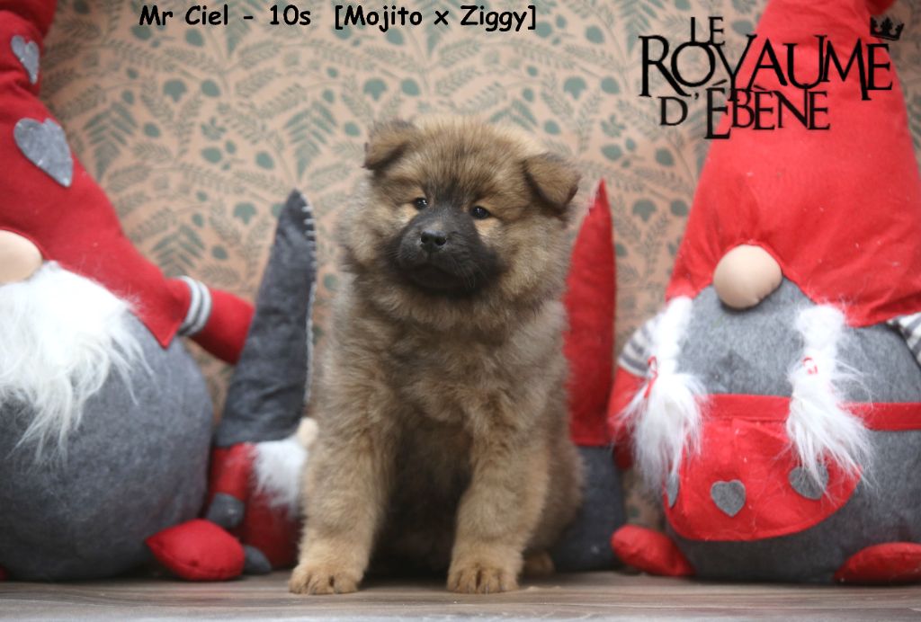 Du Royaume D'ebène - Chiot disponible  - Eurasier