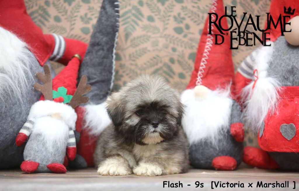 Du Royaume D'ebène - Chiot disponible  - Lhassa Apso