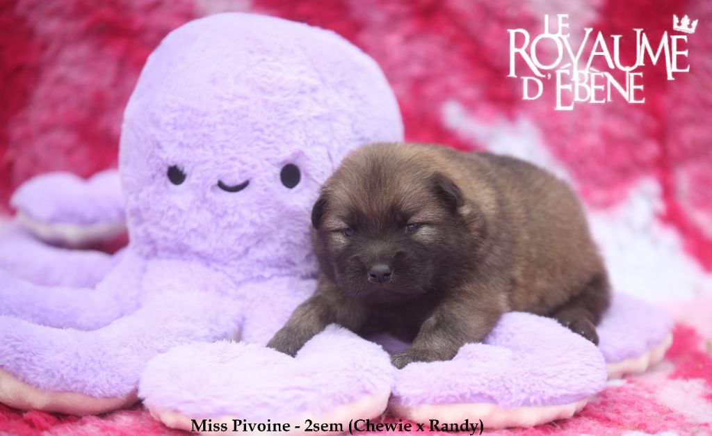 Du Royaume D'ebène - Chiot disponible  - Eurasier