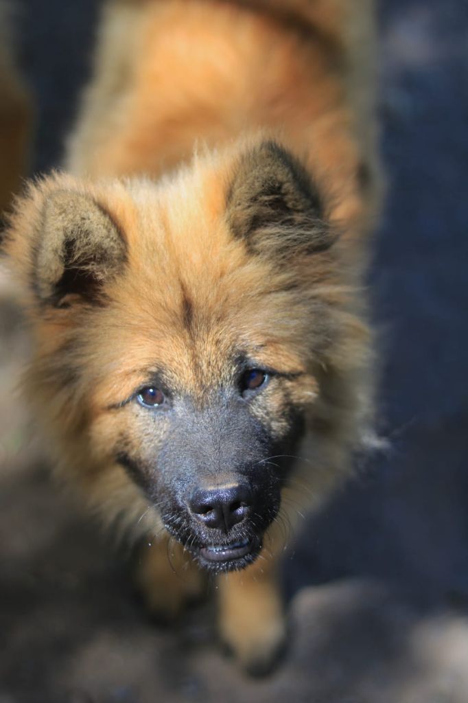 Du Royaume D'ebène - Chiot disponible  - Eurasier