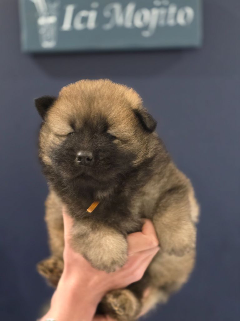 Du Royaume D'ebène - Chiot disponible  - Eurasier