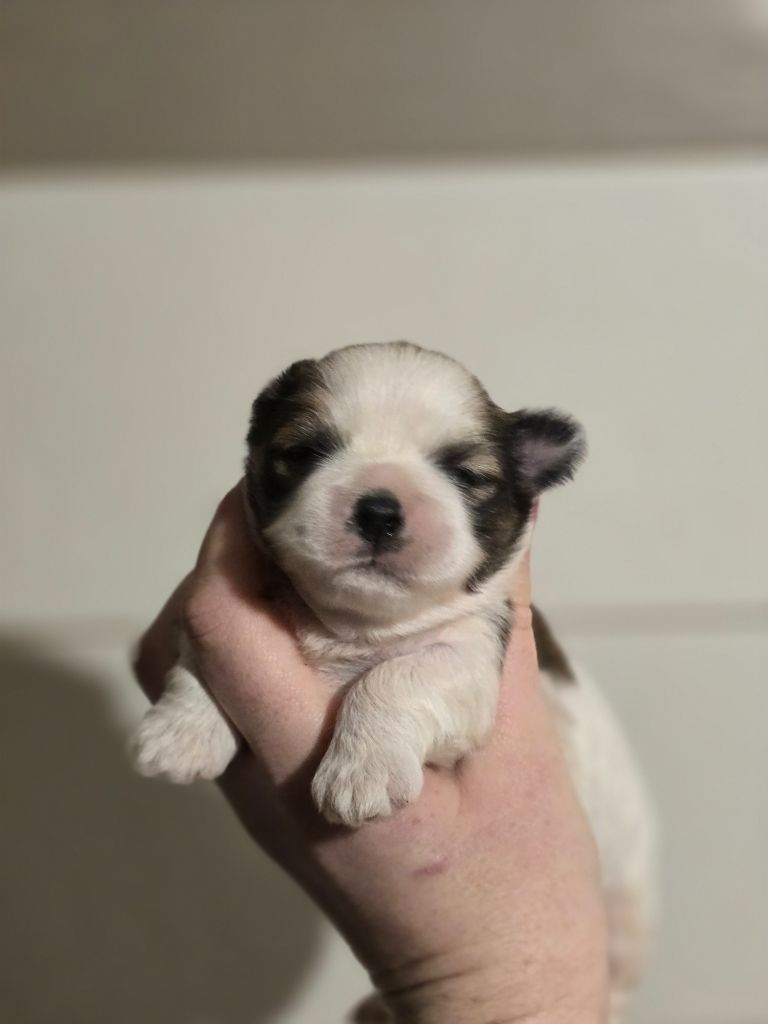 Du Royaume D'ebène - Chiot disponible  - Lhassa Apso