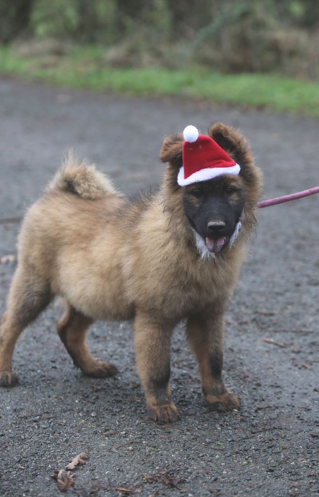 Du Royaume D'ebène - Chiot disponible  - Eurasier