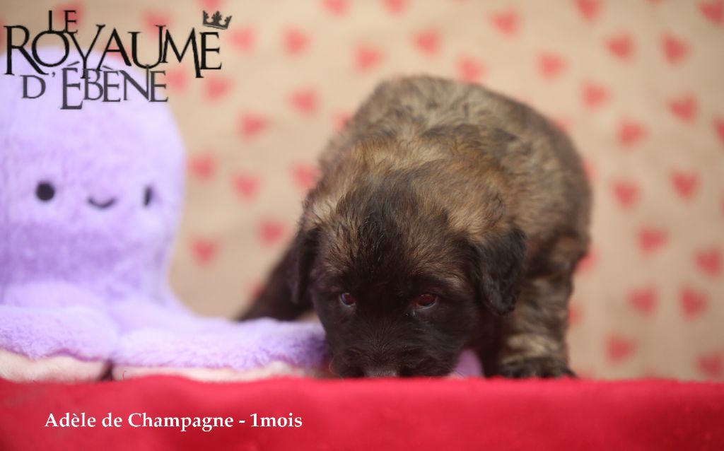 Du Royaume D'ebène - Chiot disponible  - Leonberger