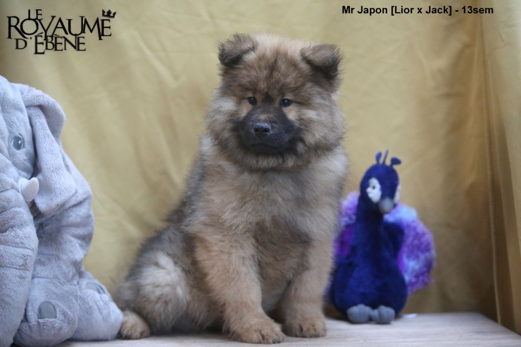 Du Royaume D'ebène - Chiot disponible  - Eurasier