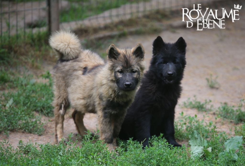 chiot Eurasier Du Royaume D'ebène