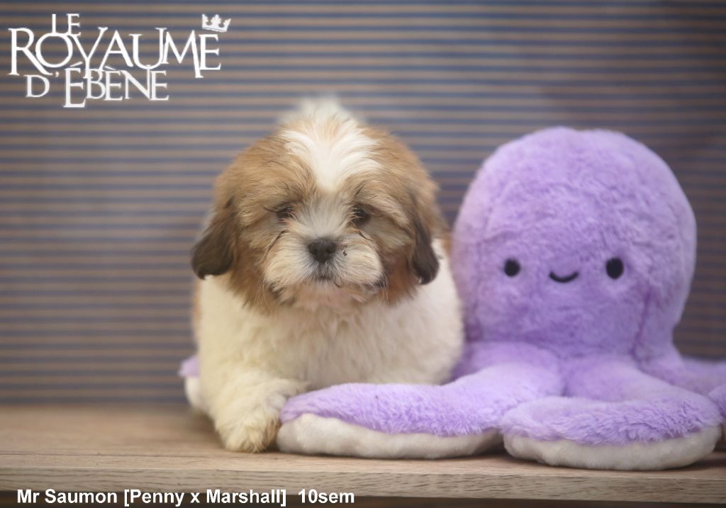 Du Royaume D'ebène - Chiot disponible  - Lhassa Apso