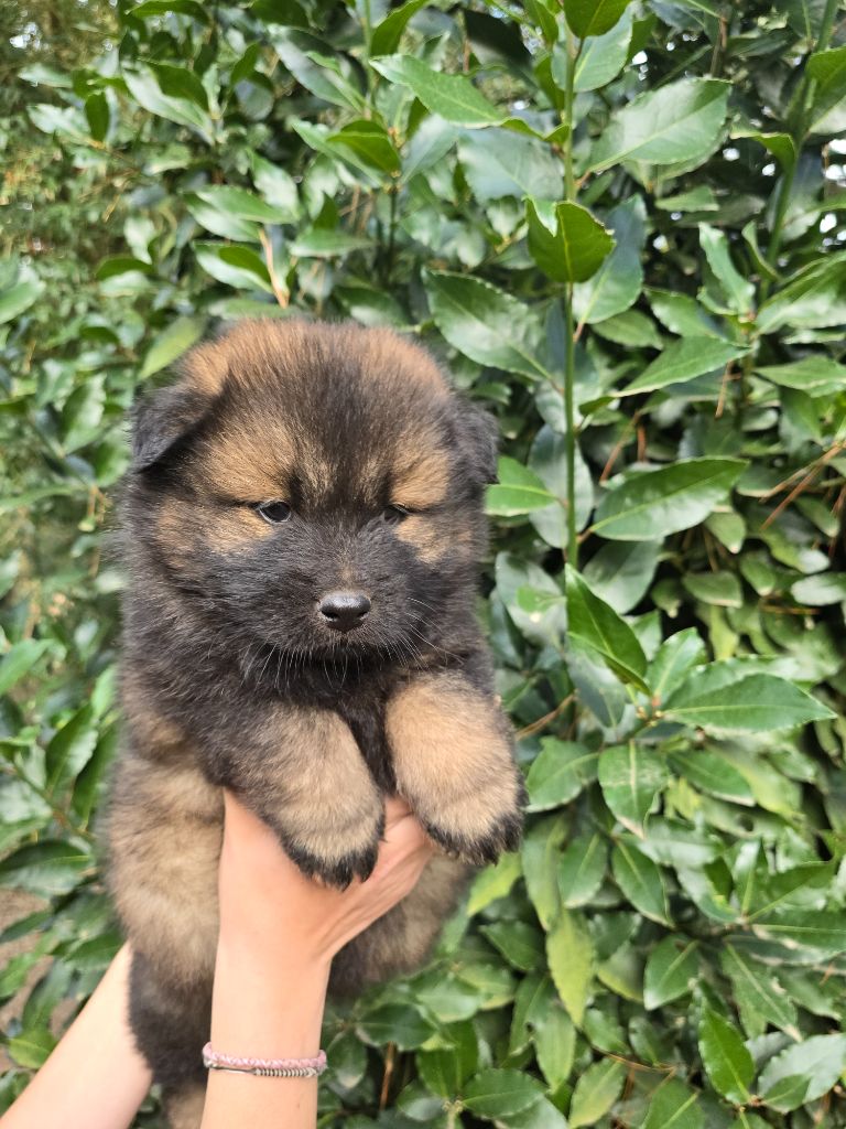 Du Royaume D'ebène - Chiot disponible  - Eurasier