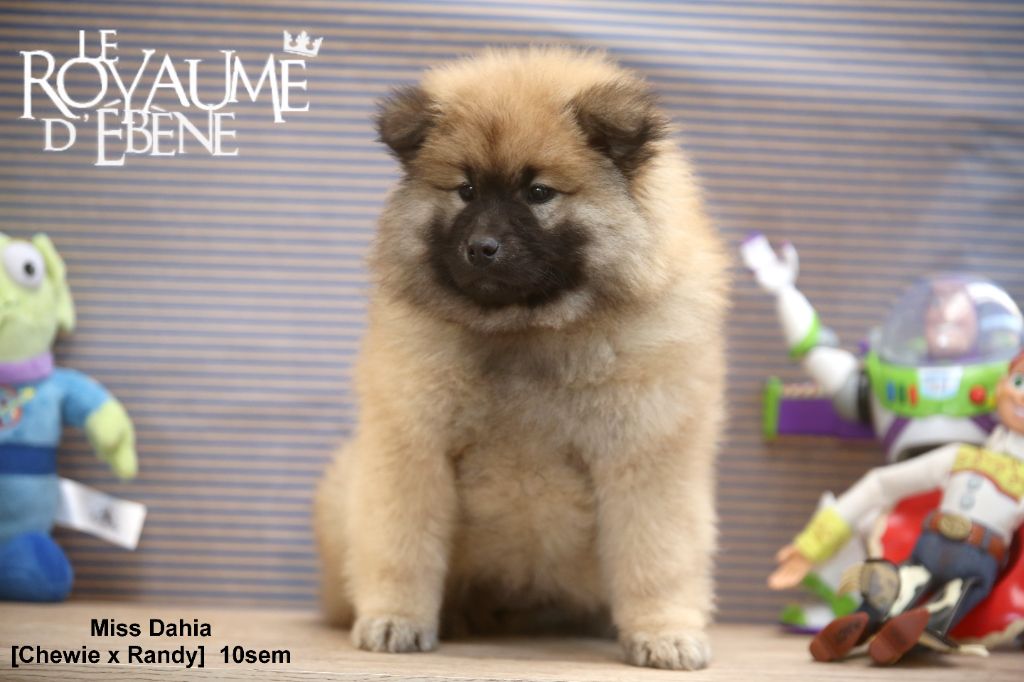 Du Royaume D'ebène - Chiot disponible  - Eurasier