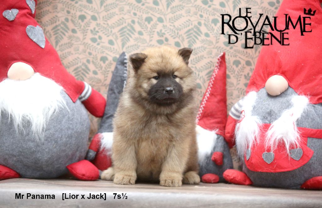 Du Royaume D'ebène - Chiot disponible  - Eurasier