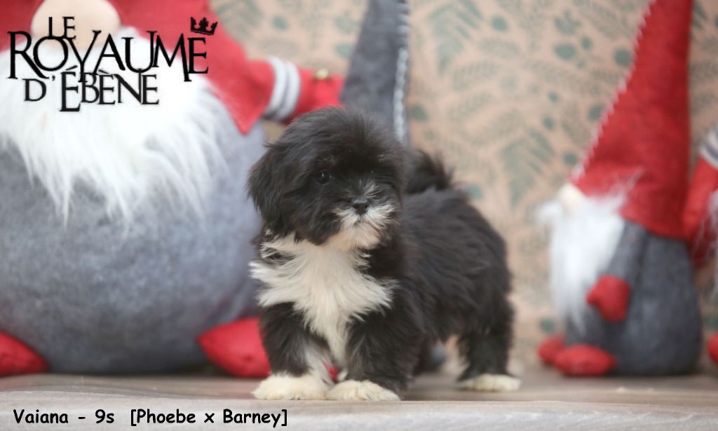 Du Royaume D'ebène - Chiot disponible  - Lhassa Apso